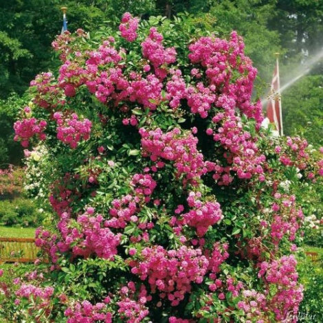 Троянда Дороті Перкінс (Dorothy Perkins) Плт - 3