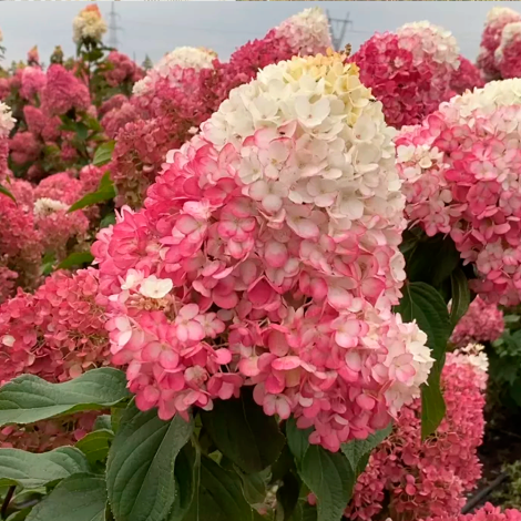 Гортензія волотиста Страуберрі Блоссом (Strawberry Blossom) - 1