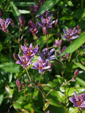 Трициртіс - 5