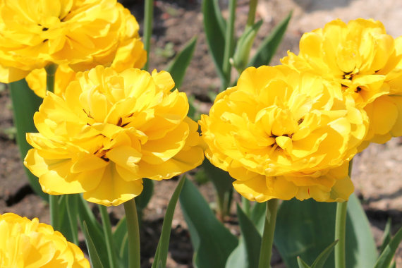 Тюльпан махровий Єллоу Помпонет (Yellow Pompenette) 3шт/уп - 2