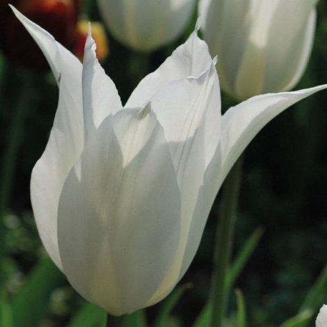 Тюльпан лілієподібний Уайт Тріумфатор (White Triumphator) 3шт/уп - 2