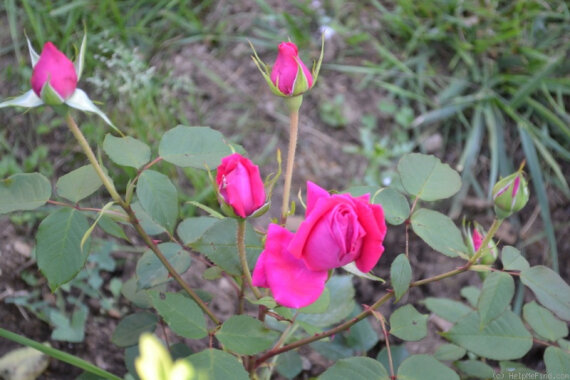 Троянда Венді Кассон (Wendy Cusson) Чг - 5