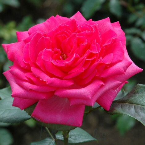 Троянда Венді Кассон (Wendy Cusson) Чг - 3