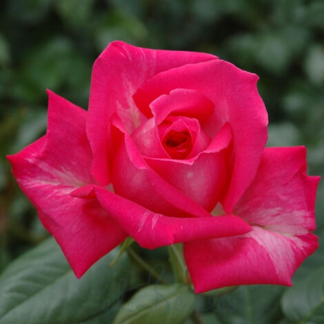 Троянда Венді Кассон (Wendy Cusson) Чг - 2