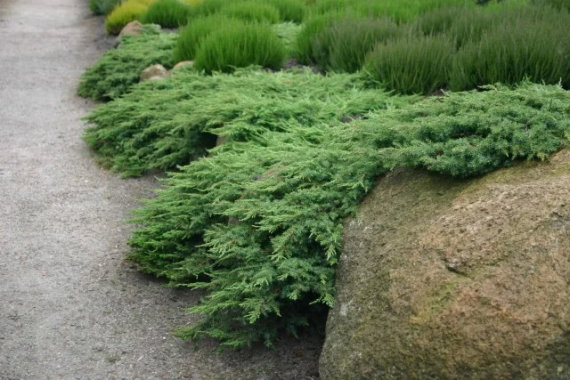 Ялівець звичайний Грін Карпет (Green Carpet) - 2