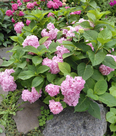 Гортензія крупнолиста Ерлі Пінк (Early Pink) - 2