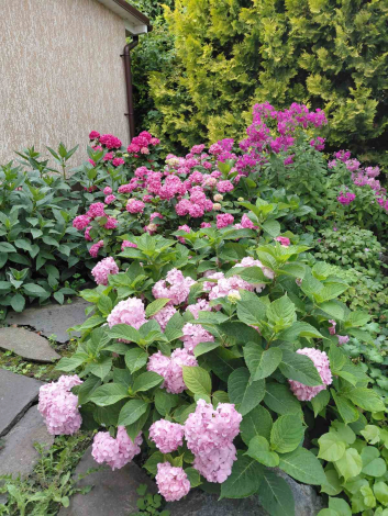 Гортензія крупнолиста Ерлі Пінк (Early Pink) - 4