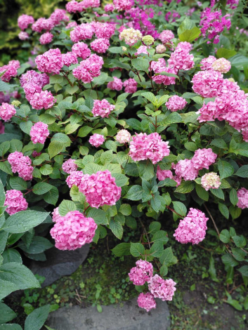 Гортензія крупнолиста Меджікал Фо Сізон (Magical Four Seasons) - 2