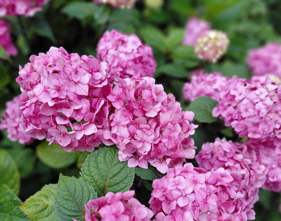 Гортензія крупнолиста Меджікал Фо Сізон (Magical Four Seasons) - 1