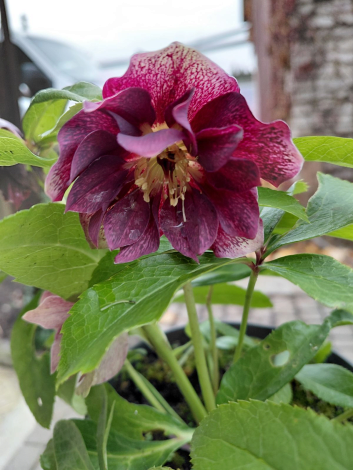 Морозник/чемерник Еллен Пурпл (Double Ellen Purple) - 1