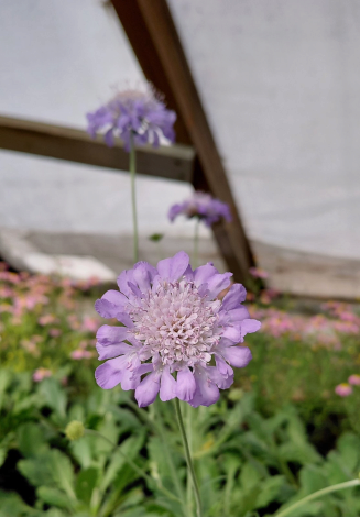 Скабіоза Пінк Міст (Pink Mist) - 4