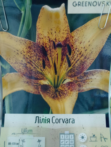 Лілія Корвара (Corvara) - 1