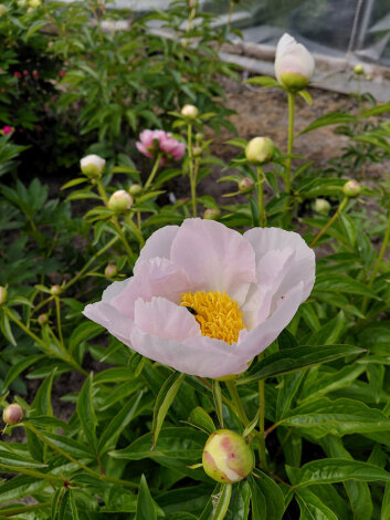 Півонія Гарден Лейс (Garden Lace) кореневище - 3