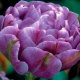 Тюльпан Лілак перфекшн (Lilac Perfection) 3 шт в упаковці - 1