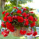 Бегония ампельна Каскад ред (Cascade Red) - 2