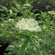 Бузина Альбо-Варієгата (Albo Variegata) - 3