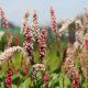 Персікарія/Горець Дерджеллінг Ред (Darjeeling Red) - 3