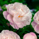 Півонія Гарденія (Gardenia) - 1