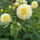 Жоржина Канарі Фубукі (Canary Fubuki) - 3