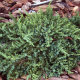 Ялівець звичайний Грінмонтл (Greenmantle) - 1