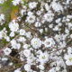 Гіпсофіла Брістоль Фейрі (Bristol Fairy) - 1
