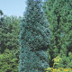 Кипарисовик Лавсона Пельтс Блю (Pelt’s Blue) - 1