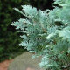 Кипарисовик Лавсона Пельтс Блю (Pelt’s Blue) - 4