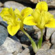 Ірис Данфорда (Iris danfordiae) 5 шт/уп - 1