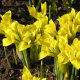 Ірис Данфорда (Iris danfordiae) 5 шт/уп - 3