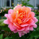 Троянда Роз де Сістерсьен (Rose des Cisterciens) Шраб - 4