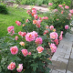 Троянда Роз де Сістерсьен (Rose des Cisterciens) Шраб - 5