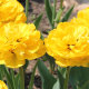 Тюльпан махровий Єллоу Помпонет (Yellow Pompenette) 3шт/уп - 2