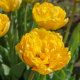Тюльпан махровий Єллоу Помпонет (Yellow Pompenette) 3шт/уп - 1
