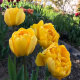 Тюльпан махровий Єллоу Помпонет (Yellow Pompenette) 3шт/уп - 3
