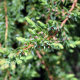 Ялівець звичайний Грінмонтл (Greenmantle) - 3