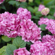 Гортензія крупнолиста Меджікал Фо Сізон (Magical Four Seasons) - 1